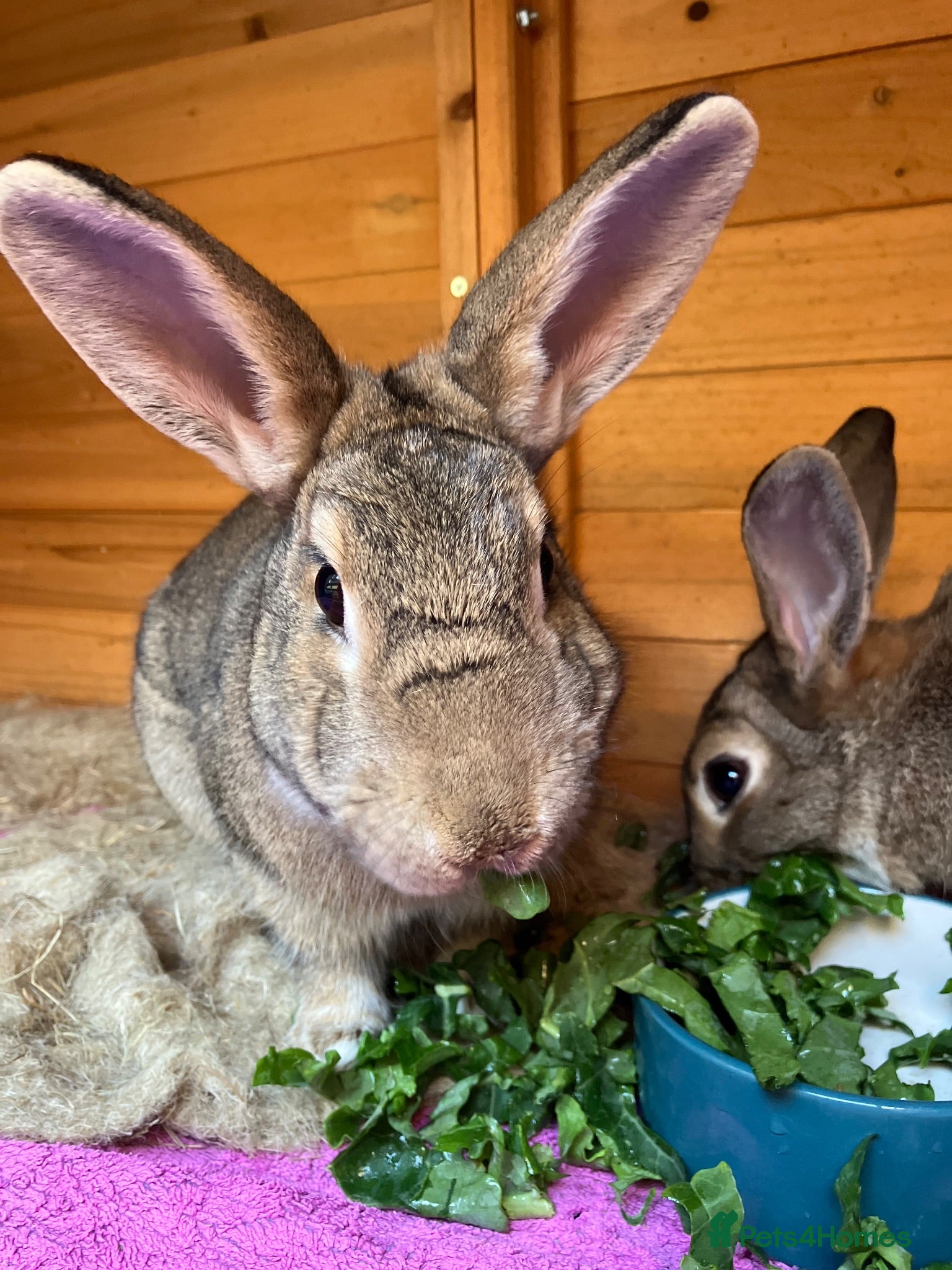 Mixed Breed rabbits Experienced Home for Bonded Rabbits - Advert 2