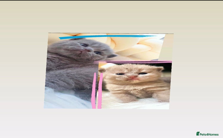 British Shorthair cats - Advert 15