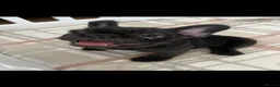 French Bulldog dogs for sale: Floodle Frenchie puppies  - Advert 12