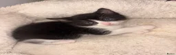 Mixed Breed cats for sale: Mixed Breed 1/4 Rag Doll Kittens  - Advert 5