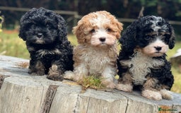 Cavapoo dogs for sale: Cavapoo puppies F1 health tested parents - Image 2
