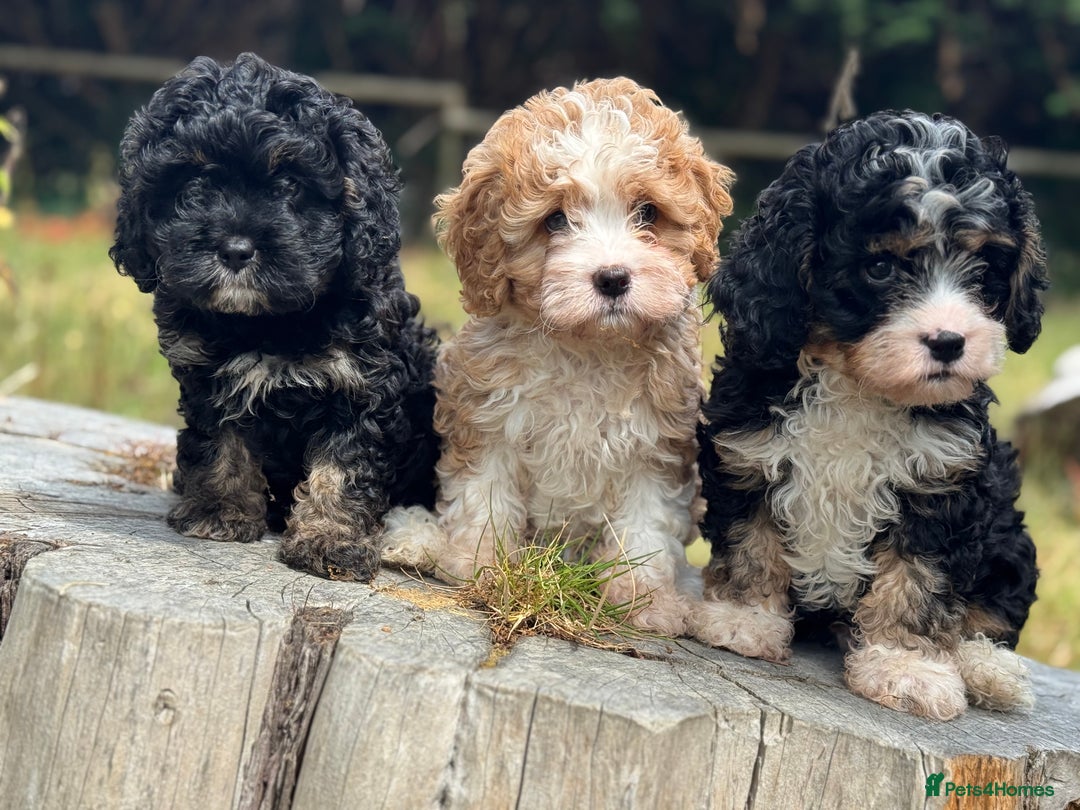 Cavapoo dogs for sale: Cavapoo puppies F1 health tested parents - Image 2