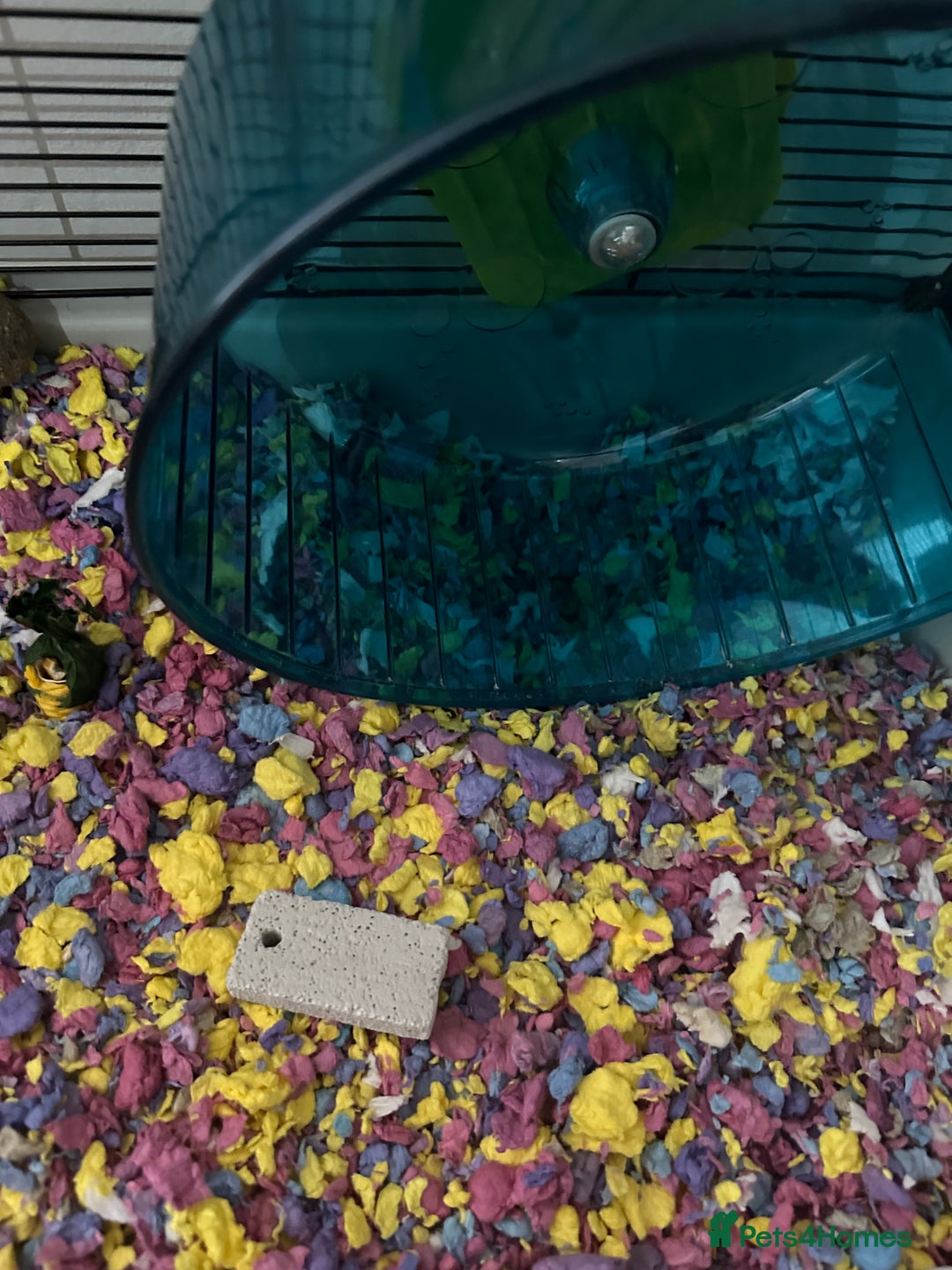 Hamster rodents for sale: Beautiful golden Syrian shorthair hamster Nibbles - Advert 10