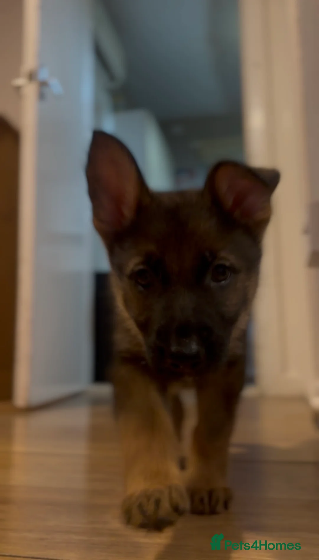 German Shepherd dogs for stud: Simba in Doncaster - Advert 18