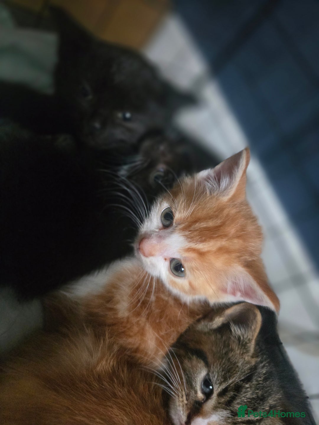 British Shorthair cats for sale: Adorable kittens - Advert 5