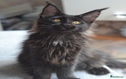 Maine Coon cats for sale: Tica Registered Maine Coon Kittens *ready now* - Image 18