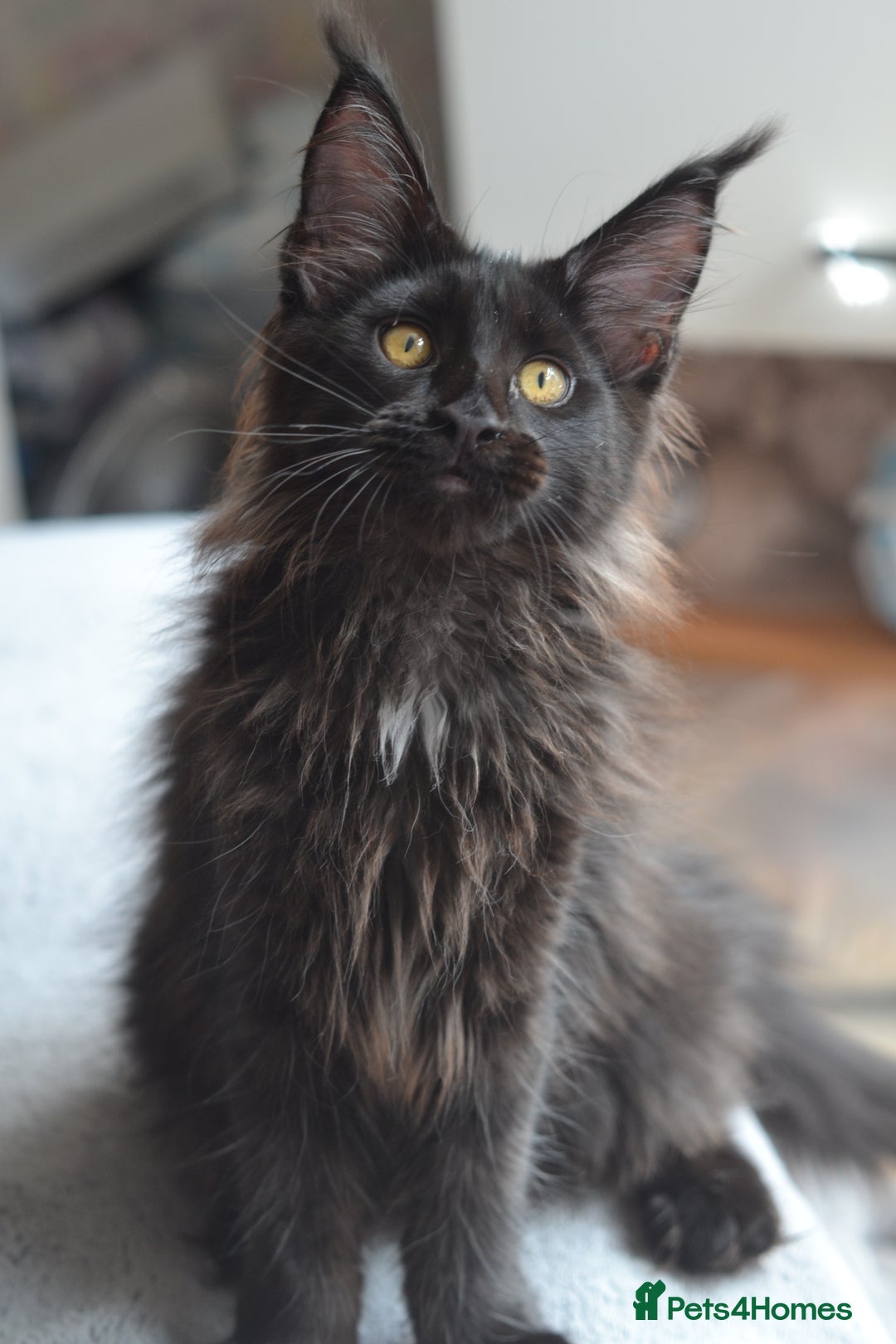 Maine Coon cats for sale: Tica Registered Maine Coon Kittens *ready now* - Image 18