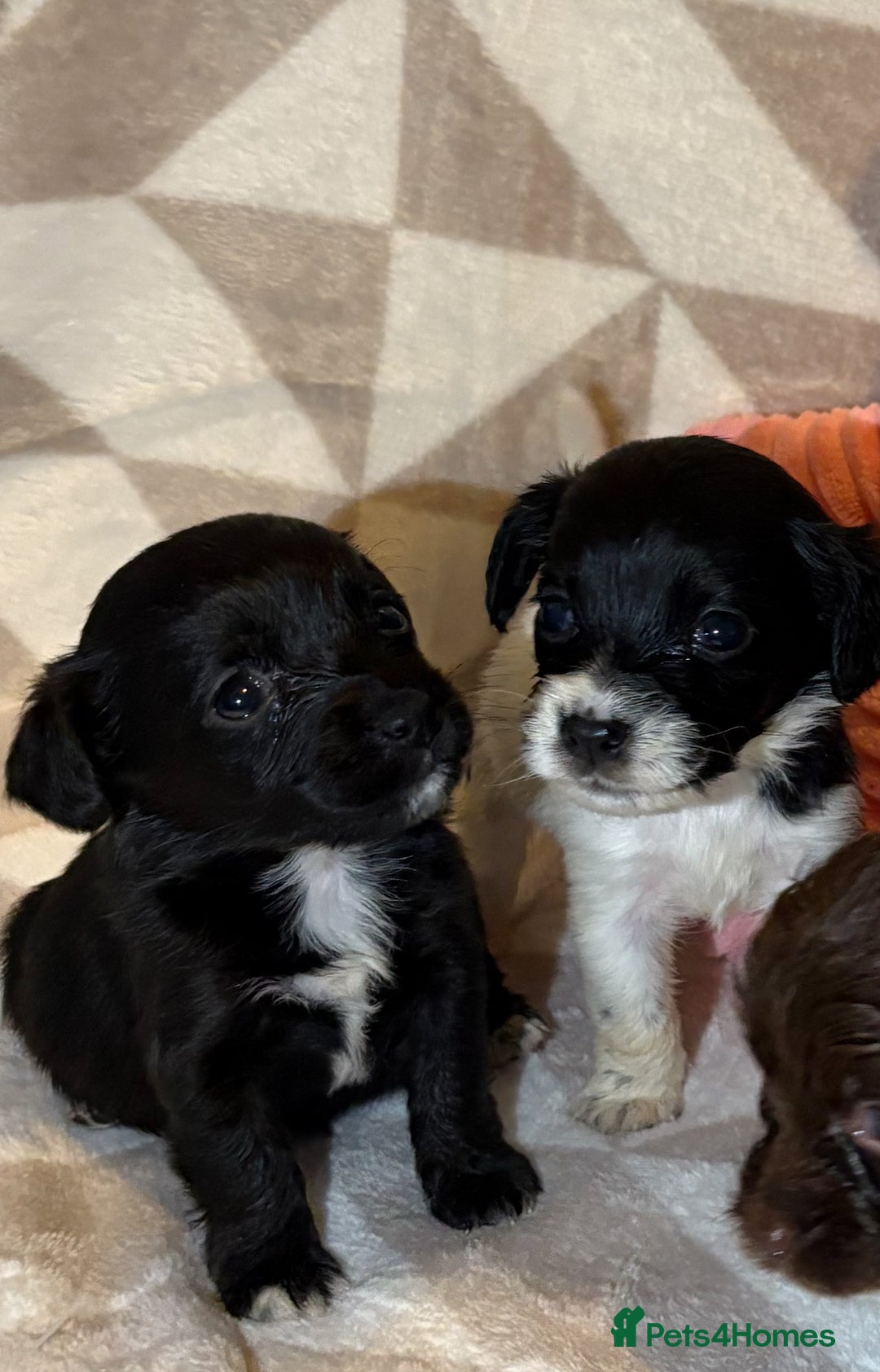 Cockapoo dogs for sale: Stunning cockapoo puppies  - Advert 4