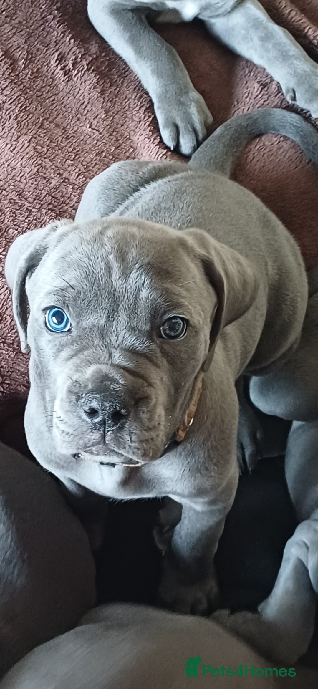 Cane Corso dogs for sale: Stunning 4th Generation Cane Corse Pups  - Advert 11