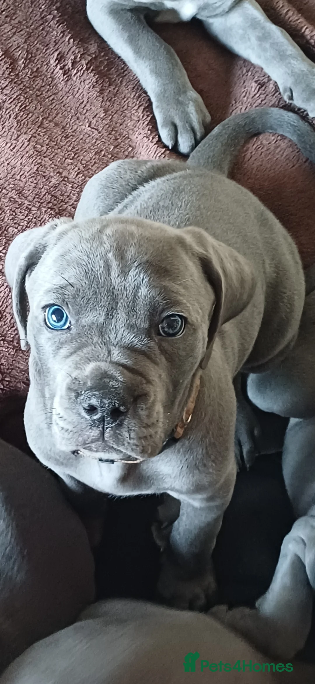 Cane Corso dogs for sale: Stunning 4th Generation Cane Corse Pups  - Advert 8
