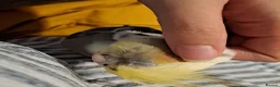 Cockatiels birds for sale: Two funny cuddle loving male cockatiels in Braintree - Advert 5