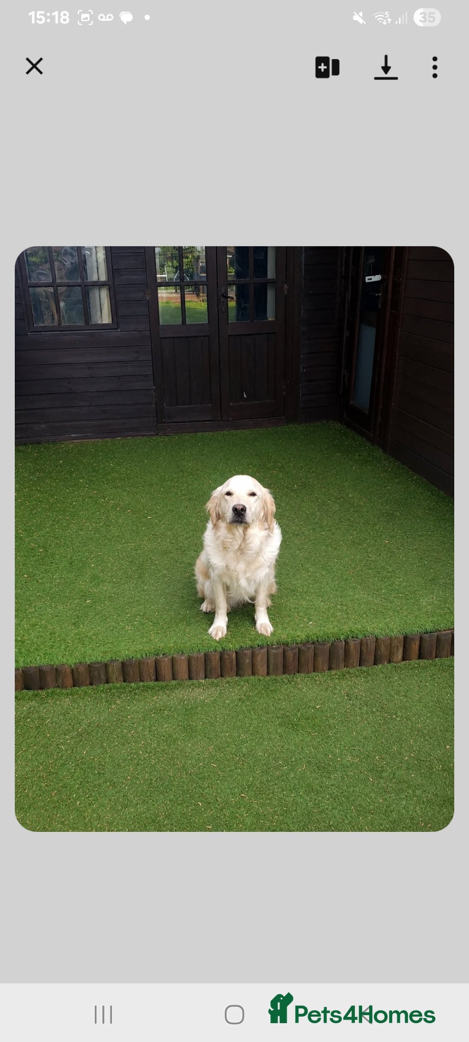 Golden Retriever dogs for sale: 7 beautiful golden retriever babies - Advert 1