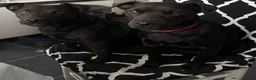 Patterdale Terrier dogs for sale: Patterdale puppy.  in Dyffryn Ardudwy - Advert 1