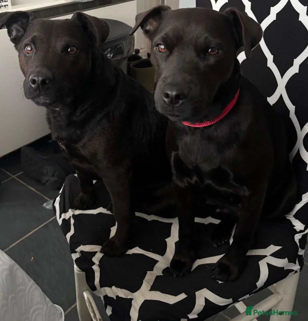 Patterdale Terrier dogs for sale: Patterdale puppy.  in Dyffryn Ardudwy - Advert 1