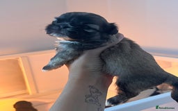 Shih Tzu dogs for sale: Shihtzu puppies - Image 3