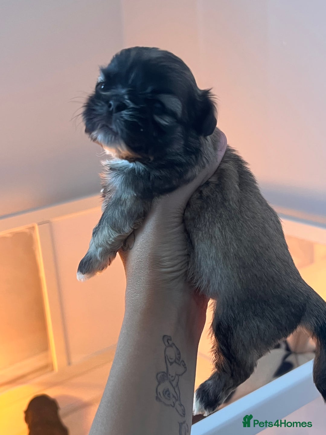 Shih Tzu dogs for sale: Shihtzu puppies - Image 3