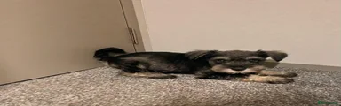 Miniature Schnauzer 2