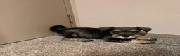 Miniature Schnauzer dogs for sale: Beautiful schnauzer puppies in Glasgow - Advert 3