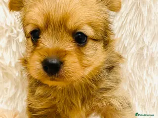 Mixed Breed dogs Adorable Pom/yorkshire puppy’s - Advert 3