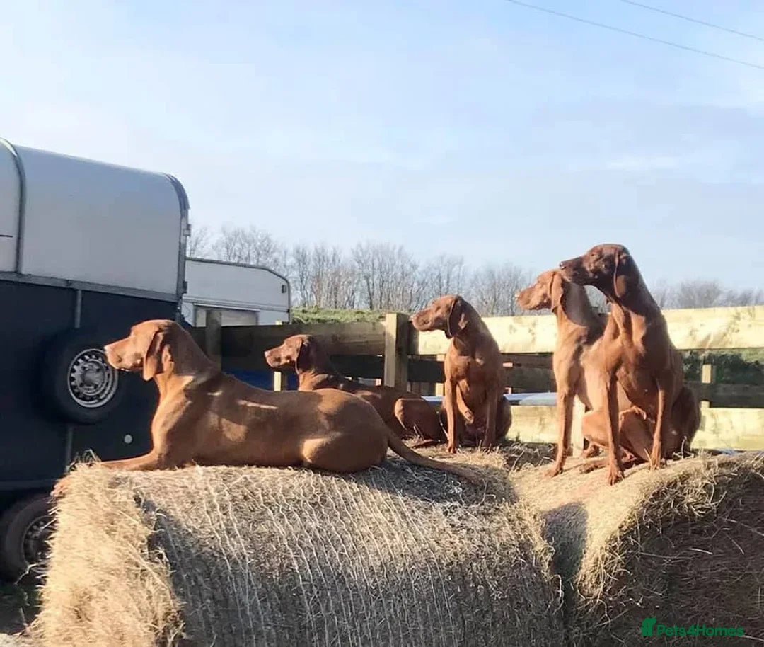 Hungarian Vizsla dogs for sale: Stunning KC Vizsla Pups - Image 4