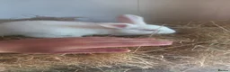 New Zealand rabbits for sale: Reduced from £100 2 £50 ,so to find  forever home  in Swansea - Advert 8
