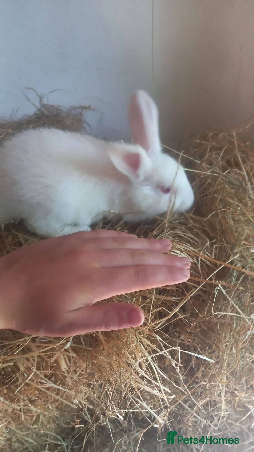 New Zealand rabbits for sale: Reduced from £100 2 £50 ,so to find  forever home  in Swansea - Advert 8