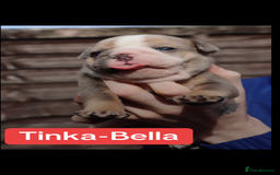 English Bulldog dogs for sale: DWKC STUNNING ENGLISH BULLDOGS. - Image 6