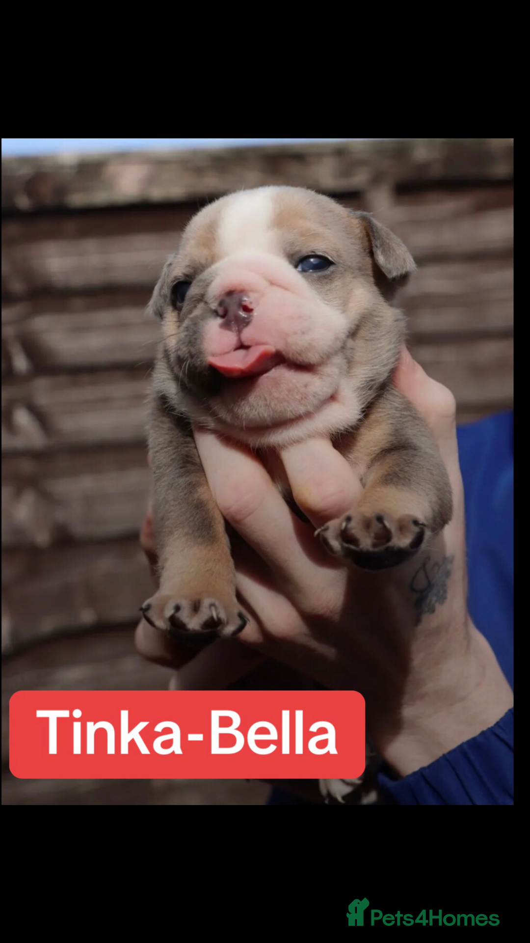 English Bulldog dogs for sale: DWKC STUNNING ENGLISH BULLDOGS. - Image 6