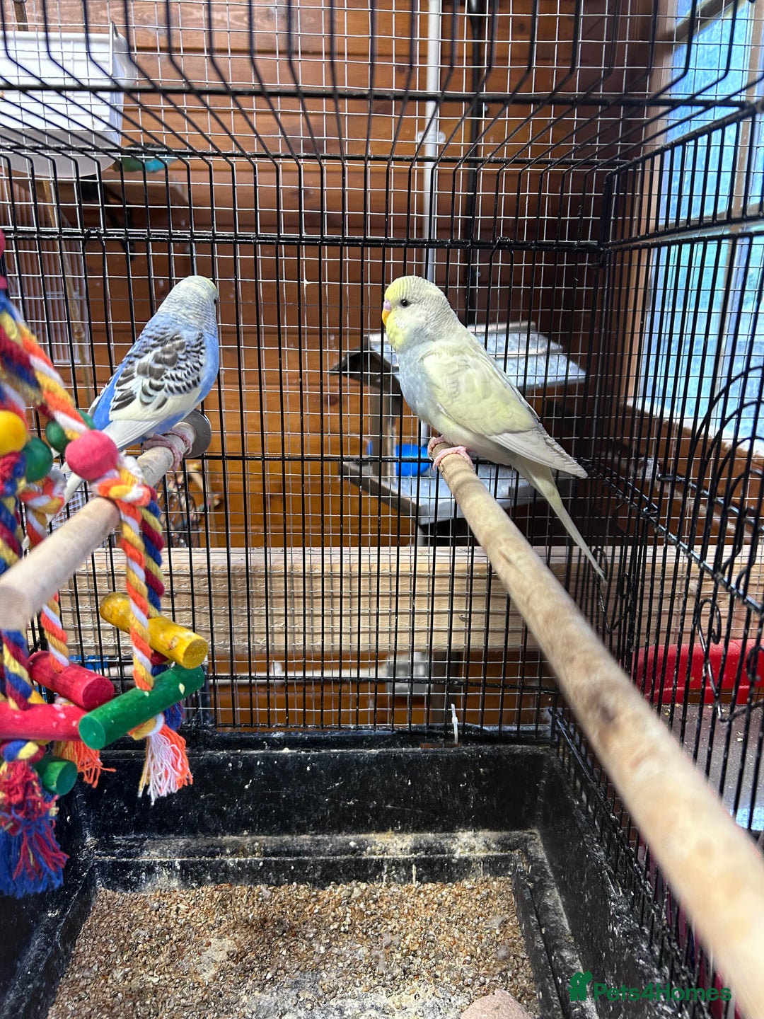 Budgerigars birds for sale: Mixed ages budgies for sale - Image 6