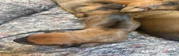 Rhodesian Ridgeback dogs for sale: KC Registered Rhodesian Ridgebacks - Advert 7