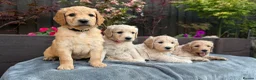 Goldendoodle dogs for sale: Beautiful Goldendoodle Puppies ready next week - Advert 7
