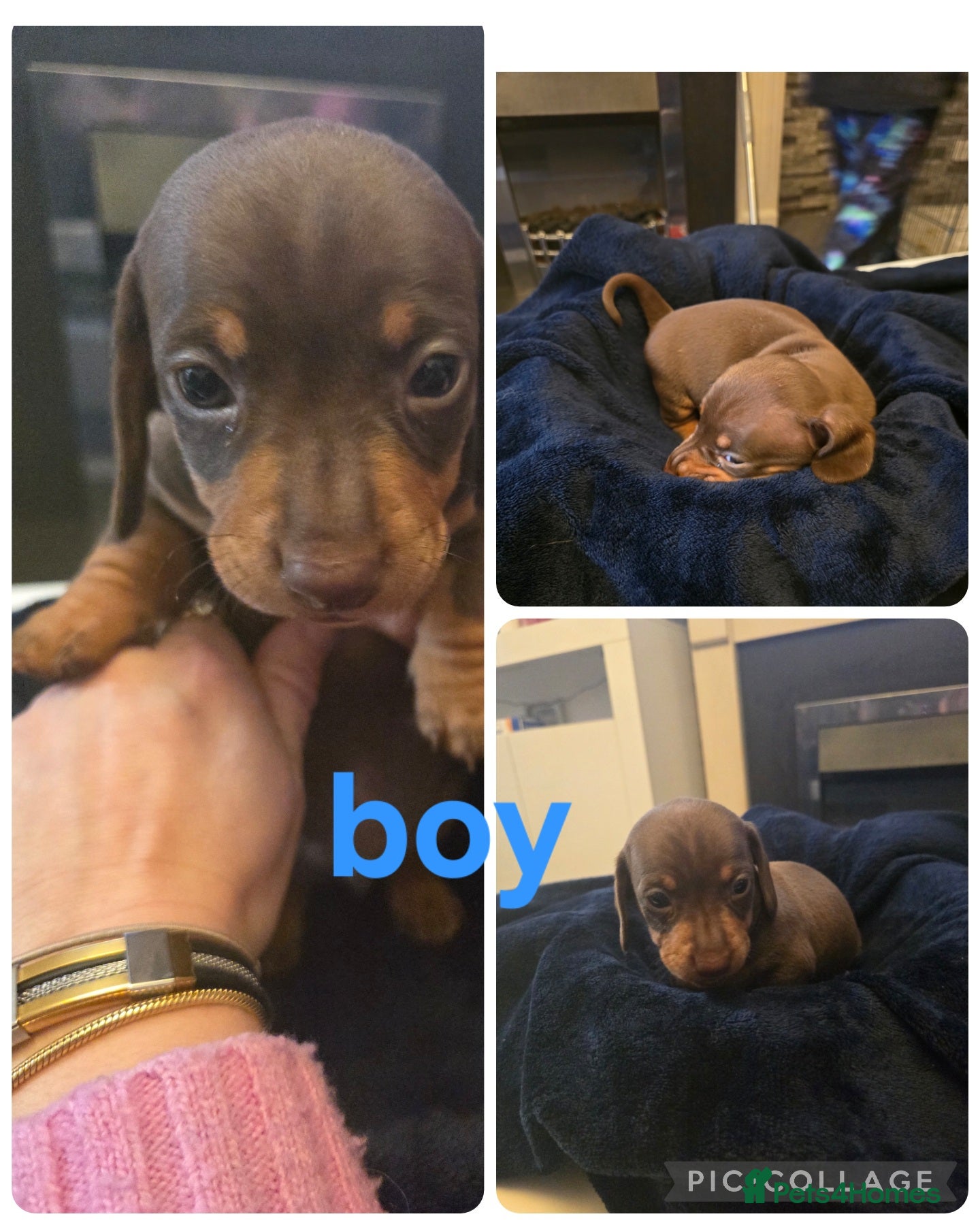 Dachshund dogs Dashhound puppies - Advert 3