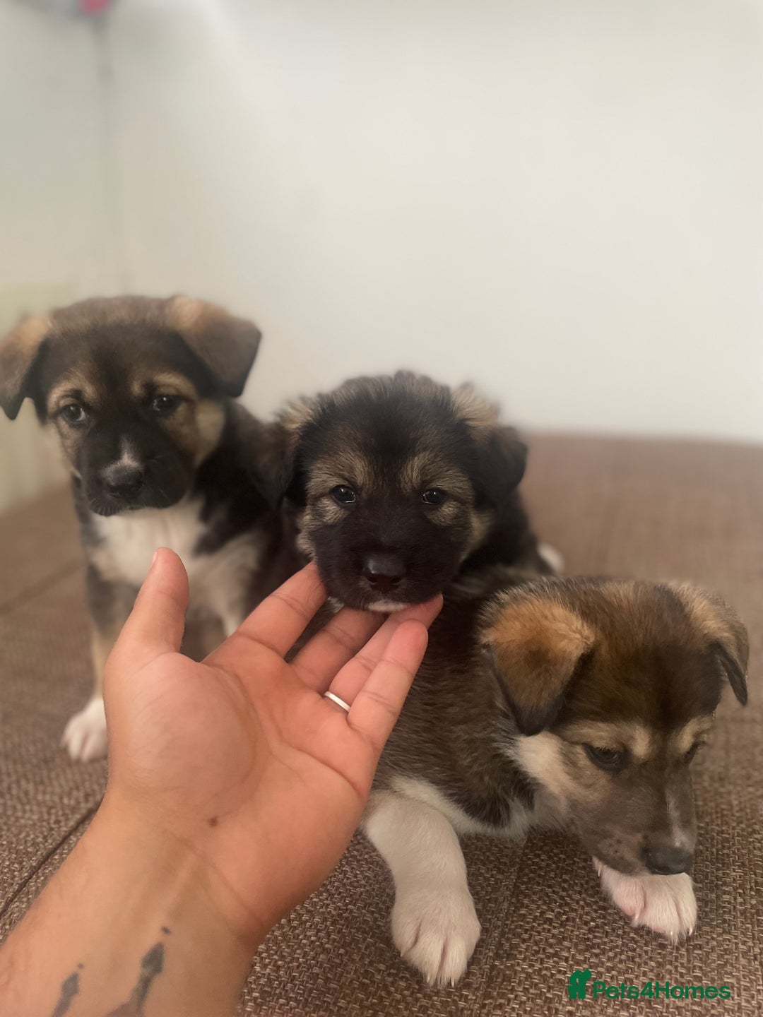 Huskita dogs for sale: akkita mix hussky - Image 7