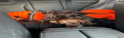 Cocker Spaniel dogs for sale: 2x working cocker spaniels  - Advert 8