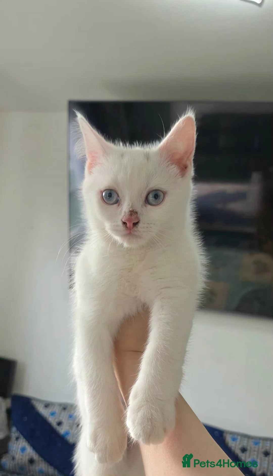 Mixed Breed cats for sale: Mixbread Cat in Manchester - Advert 8