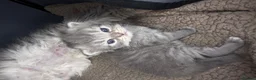 Persian cats for sale: Beautiful Persian babies in Bradford - Advert 15