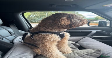 Labradoodle dogs - Advert 5
