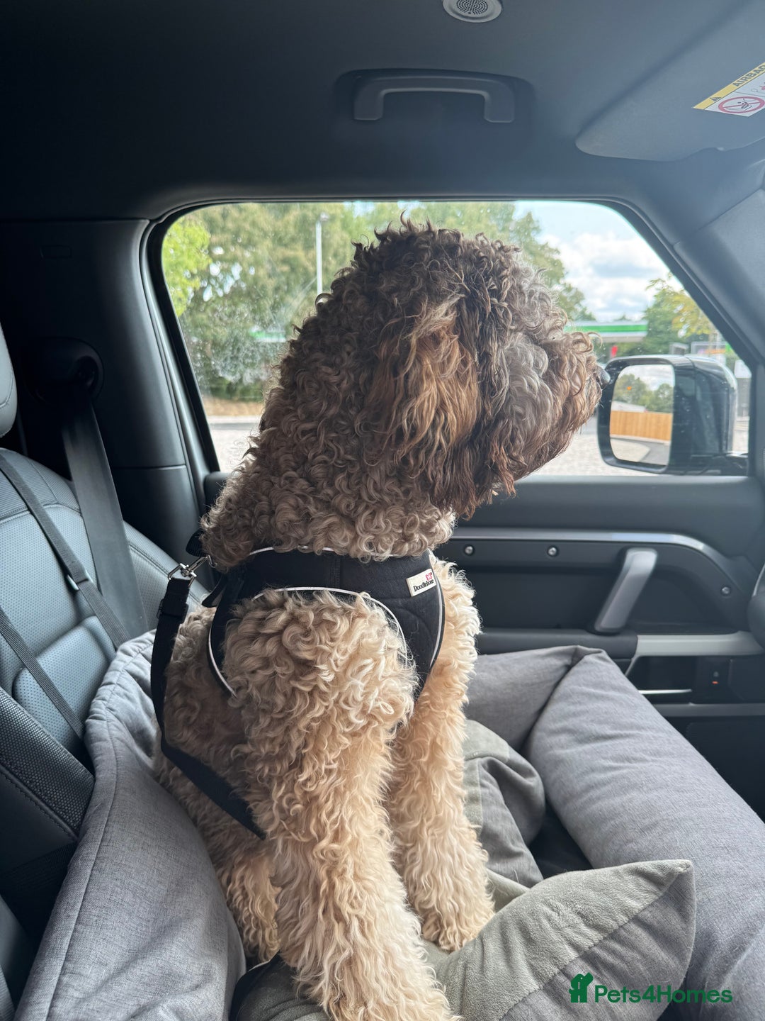 Labradoodle dogs for sale: * Choc & Tan Phantom F1B Male , please read ad * - Image 2
