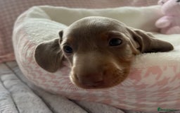 Miniature Dachshund dogs for sale: Miniature Dachshund  - Image 28