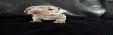 Miniature Dachshund Puppy 4