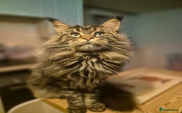 Maine Coon cats for sale: Male Maine Coon - Image 2