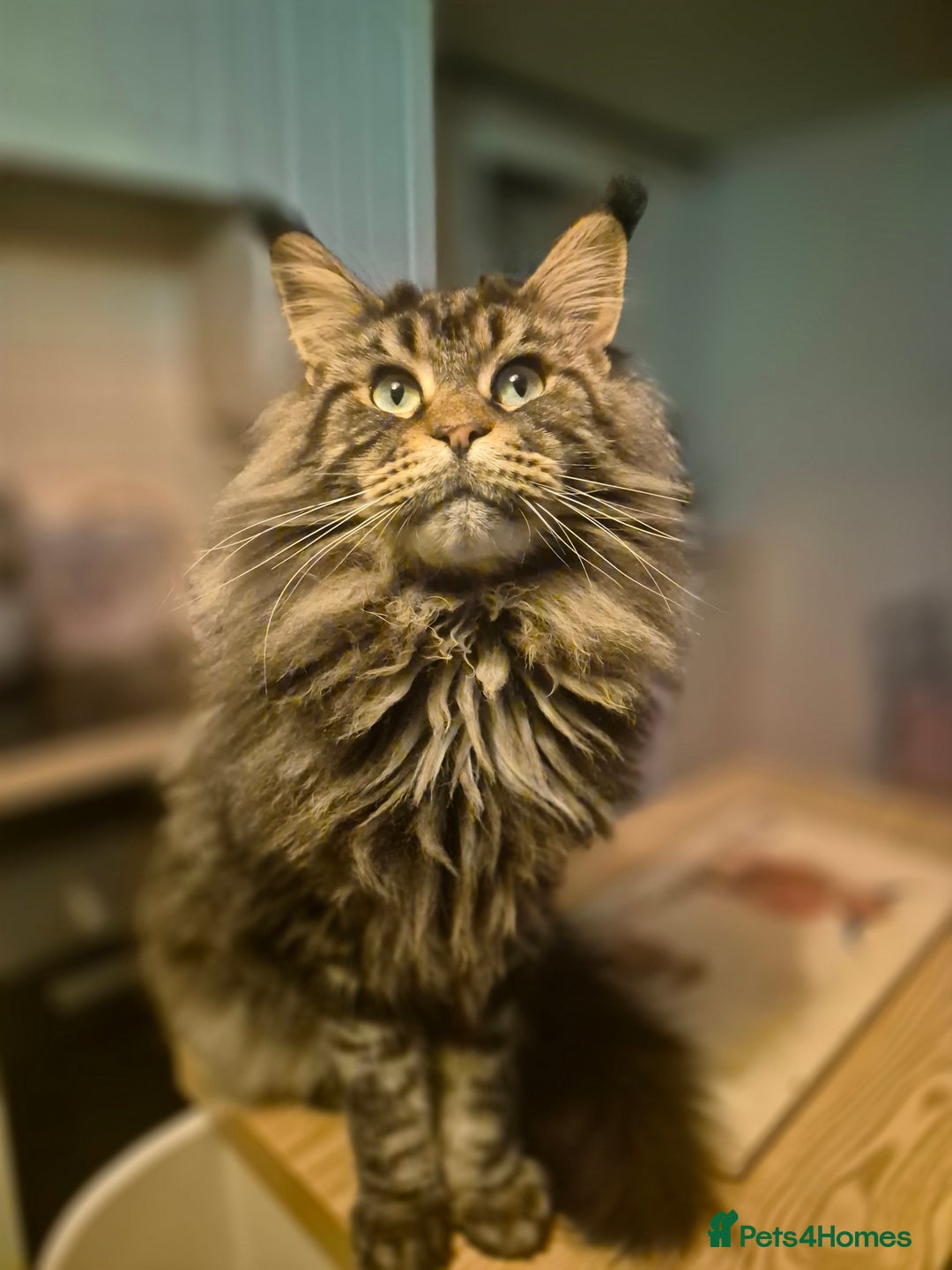 Maine Coon cats for sale: Male Maine Coon - Image 2