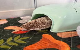 Pygmy Hedgehog rodents for sale: Hedgehog and full set up for sale - Image 5