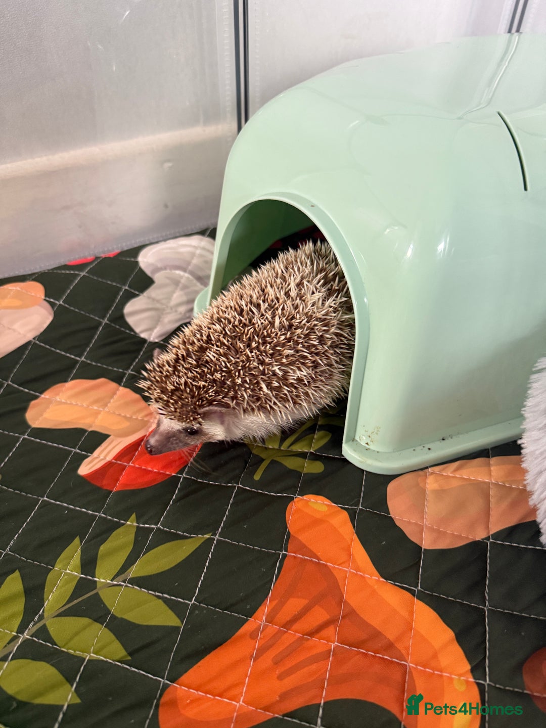 Pygmy Hedgehog rodents for sale: Hedgehog and full set up for sale - Image 5