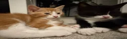 Mixed Breed cats for sale: Maine coon mixed kitten clever and very very sweet in Chelmsford - Advert 28