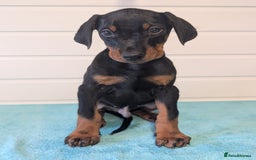 Dobermann dogs for sale: Doberman puppies "ready now" - Image 34