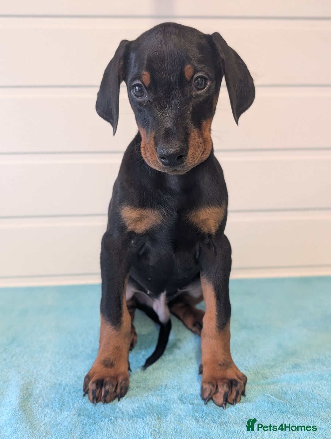 Dobermann dogs for sale: Doberman puppies "ready now" - Image 34