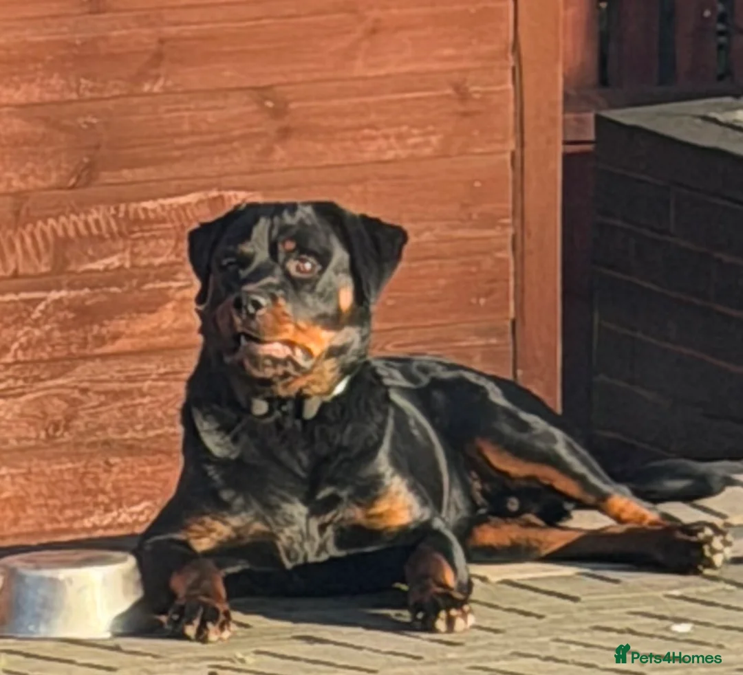 Rottweiler dogs for sale: Champion Bloodline Old School Rottweiler! - Advert 5