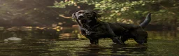 Labrador Retriever dogs for stud: Champ Sired KC FTW Black Lab Full Health Tests in Runcorn - Advert 6