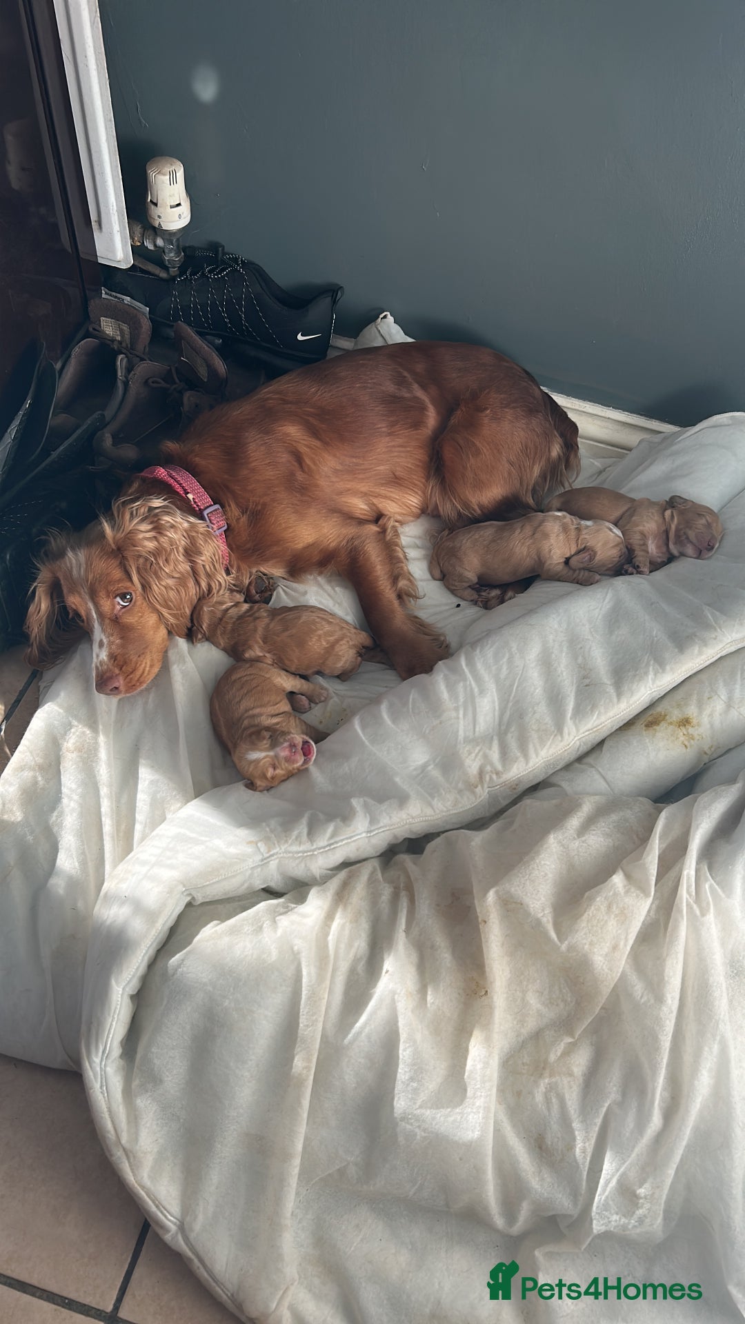Cocker Spaniel dogs for sale: Cocker spaniel puppies for sale - Image 3